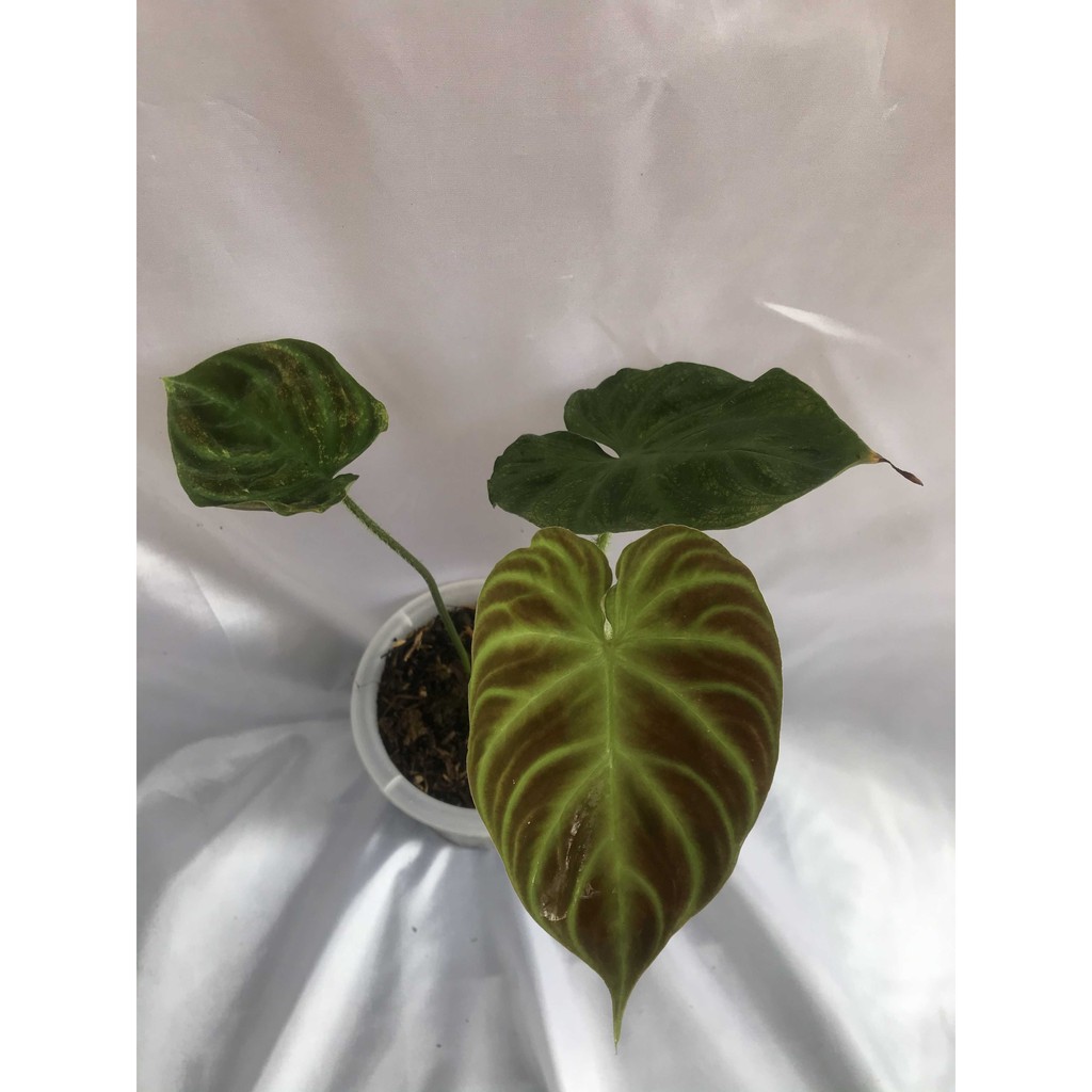 Philodendron Verrucosum Y 672 Shopee Singapore