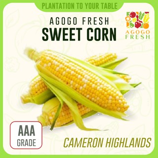 [Agogo Fresh - Vegetables] Cameron Highlands Sweet Corn (1 pcs)