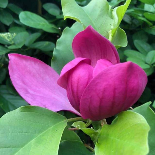 Pokok Bunga Magnolia Wangi Shopee Singapore