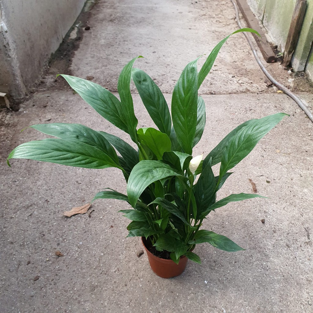 Spathiphyllum Spp Peace Lily Houseplant Shopee Singapore