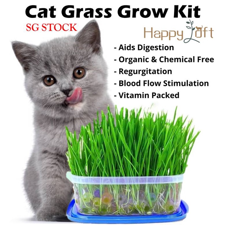 SG SELLER]Natural Cat Grass Planting Kit DIY Soil-less Fast Growing Cat  Wheat grass Planting Set for Pet Health Care | Shopee Singapore