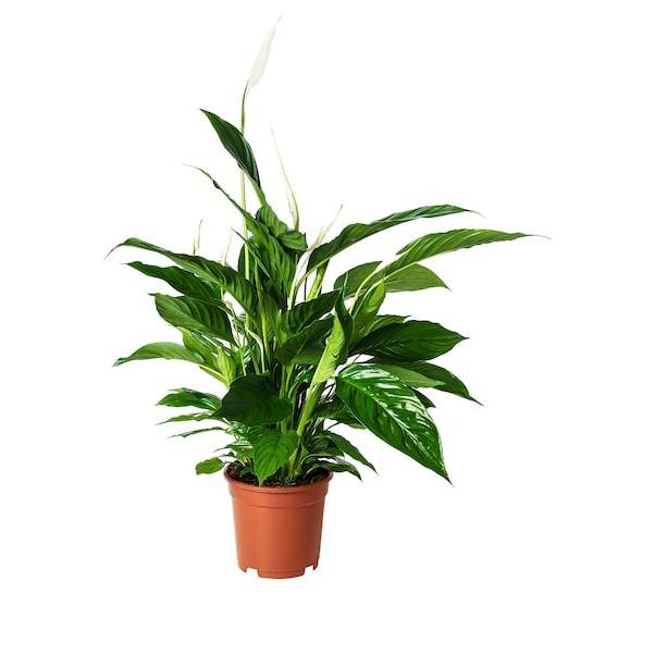 Spathiphyllum Hybrid Peace Lily 0 3 0 4m Air Cleaning Pollutant Removing Indoor Flowering Plant Nasa Study Shopee Singapore