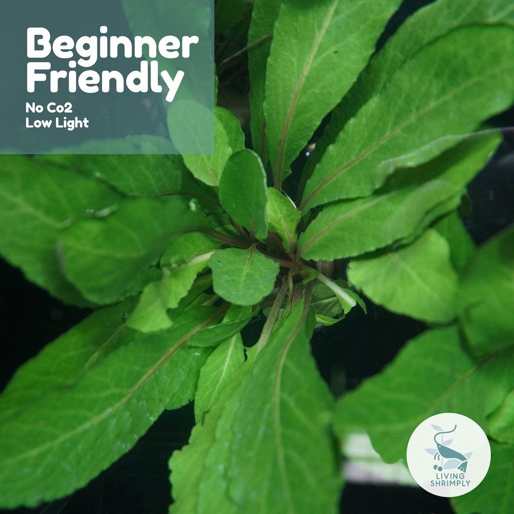 [Live Aquatic Plant] Rorippa Aquatica Submersed Potted Shopee Singapore