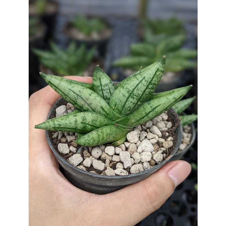 Sansevieria Boncel Dwarf Non Fussy Indoor Plant Shopee Singapore