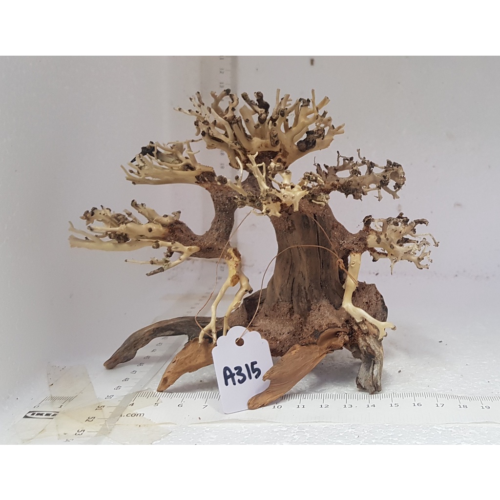 Sg Local Seller Side Design Bonsai Aquascape Bonsai Driftwood Tree Small Ready Stock Shopee Singapore