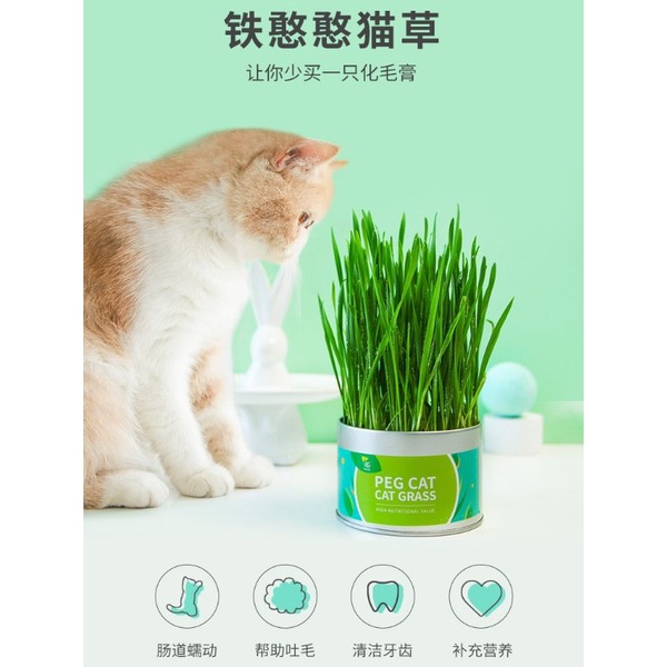 Natural Cat Grass Planting Kit DIY Cat Grass Soilless Fast Growing