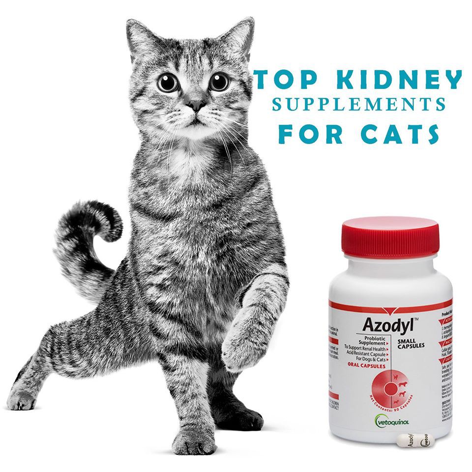 Azodyl Vetoquinol Renal (Kidney) Health Supplement for cats and 