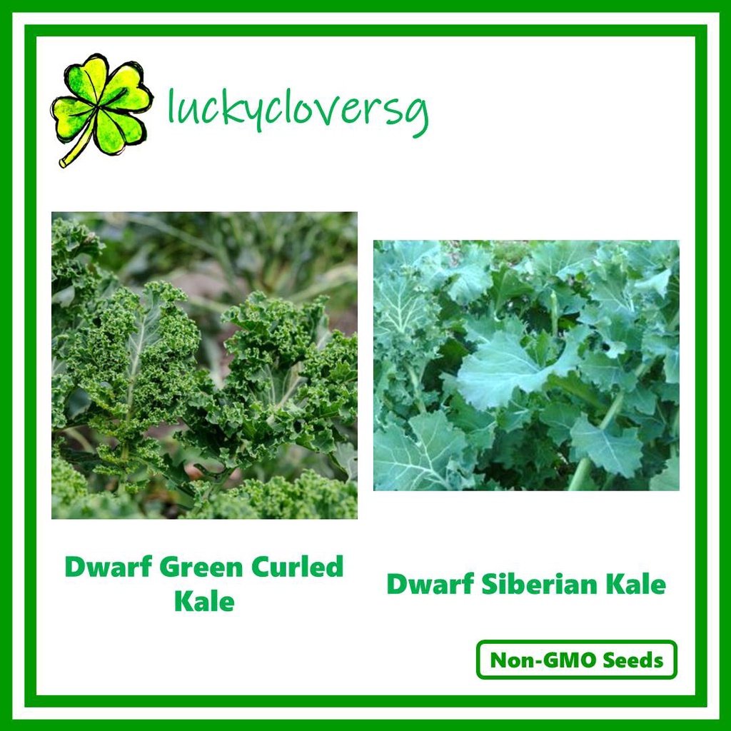 Dwarf Green Curled Kale / Siberian Kale *Seeds from SG* Shopee