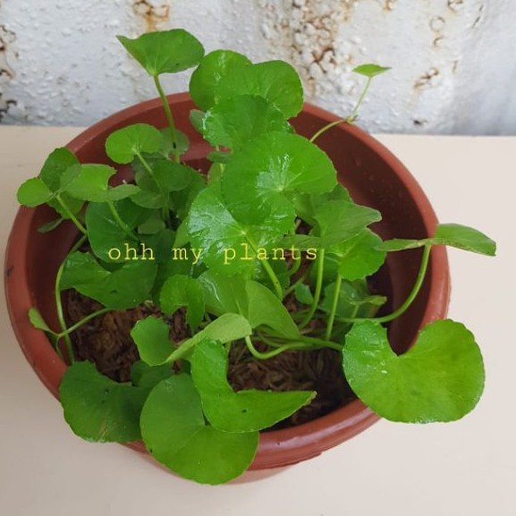 Gotu Kola 6 Inch Pot Shopee Singapore