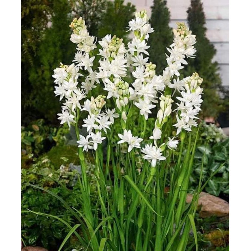 Harum Sundal Malam Tuberose Shopee Singapore