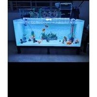 630 Setup Aquarium Mas Koki Gratis Terbaru