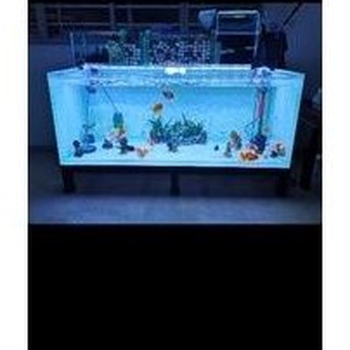 650 Koleksi Setup Aquarium Koki HD Terbaik