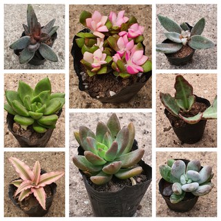 Succulents in Polybag Selection *Succulent* *Gift*