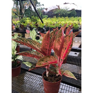  Indoor Plant Aglaonema  Pride of Sumatra  Shopee Singapore