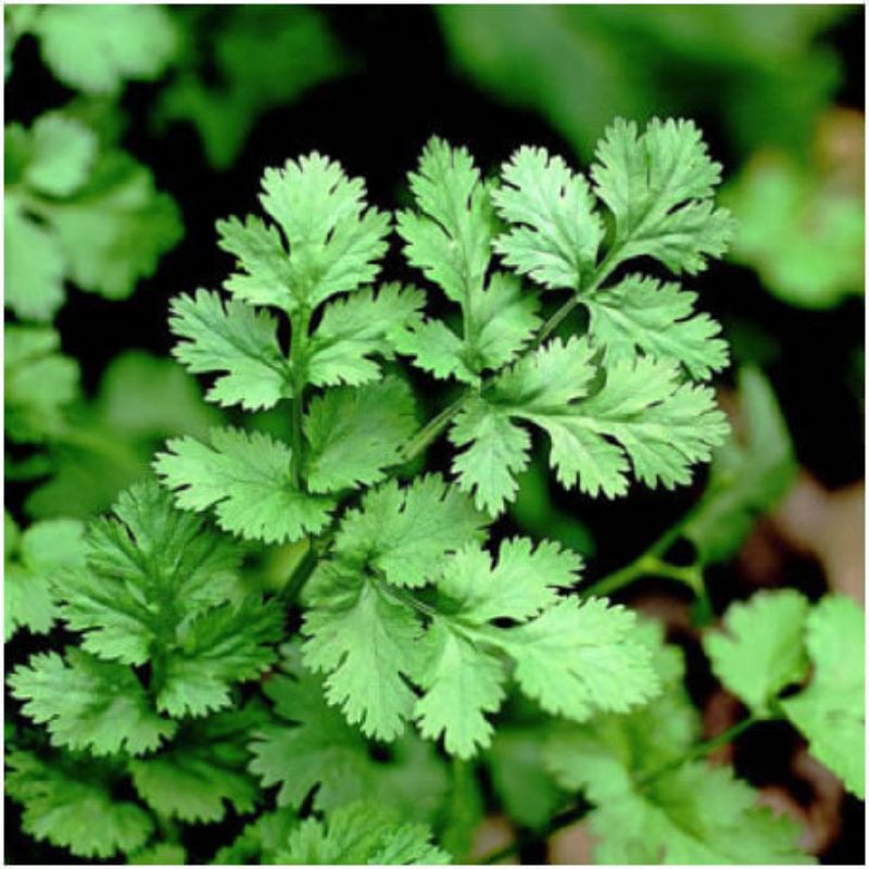 100 Coriander/Chinese Parsley/Cilantro Seeds Organic Non Gmo Non