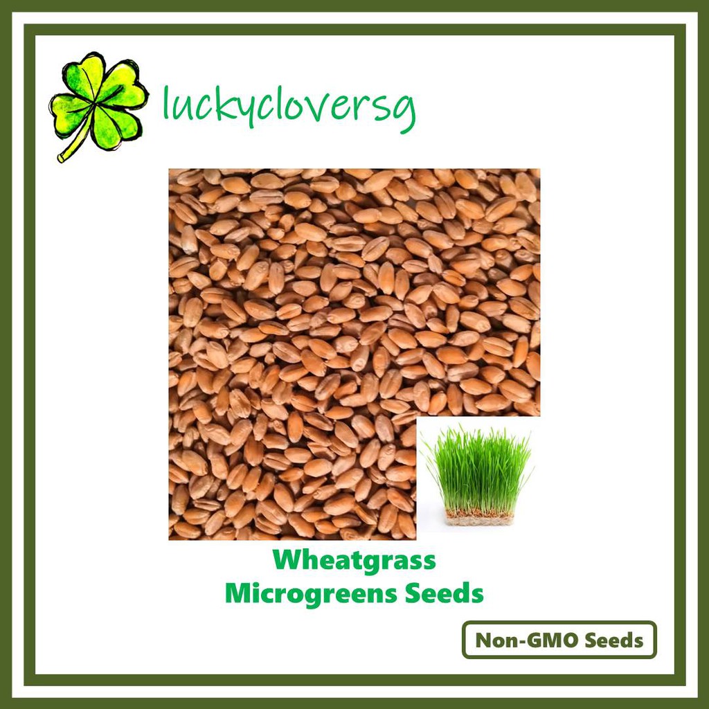 0g 500g 1500g Wheatgrass Wheat Grass Microgreens Microgreen Seeds Shopee Singapore