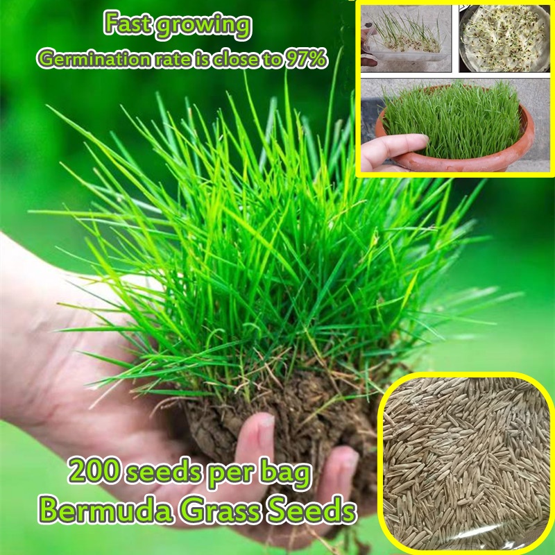 200 Seeds Lawn Seeds Green Grass Seeds for Planting Bermuda Turf Seeds Grass Plants Four Seasons