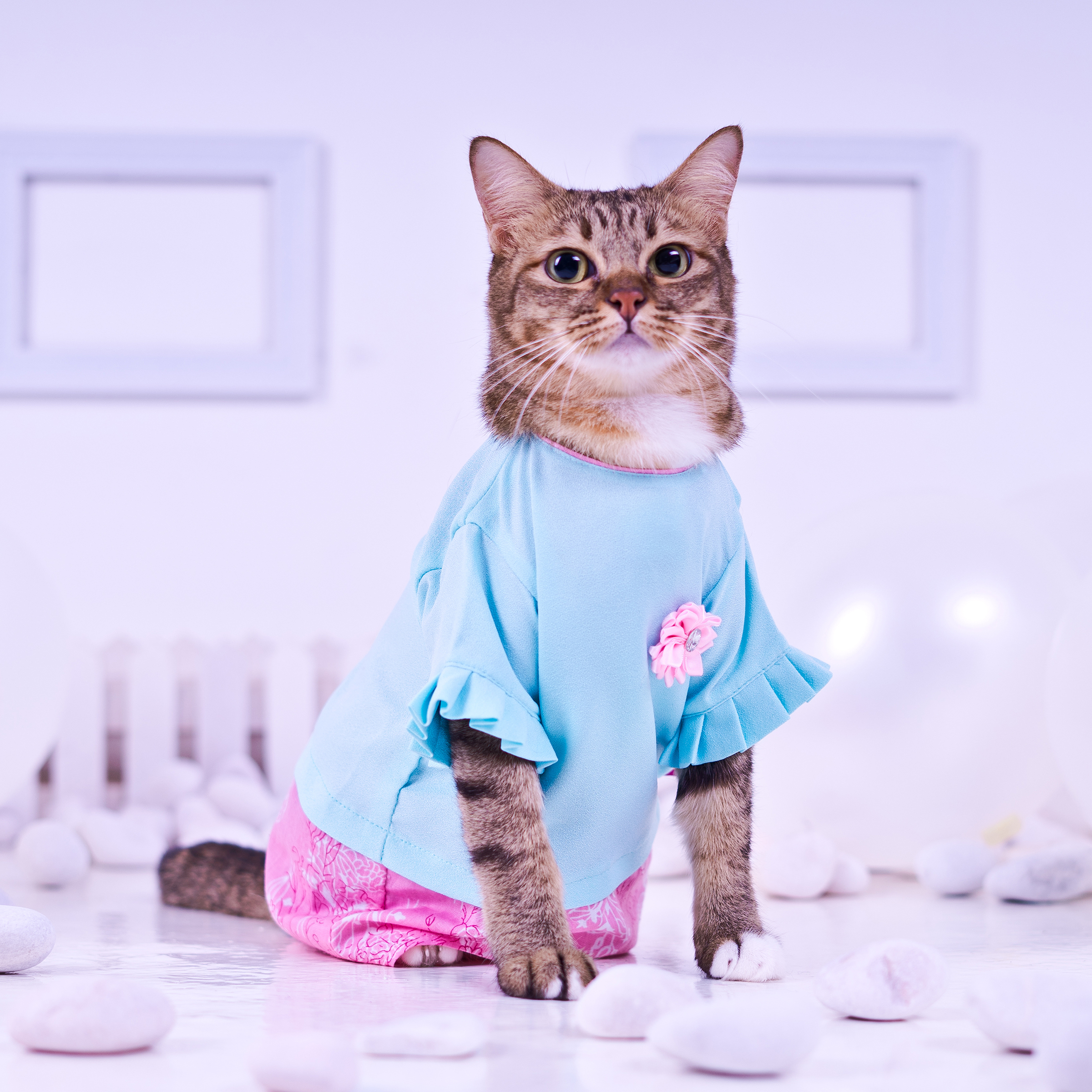 Shop Malaysia Baju Raya Kucing Pastel Edition Jasmine Aqua Blue Shopee Singapore