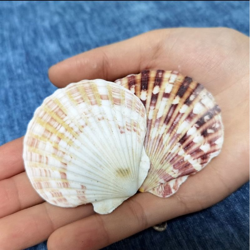 Natural seashell Opae Ula tank Shopee Singapore