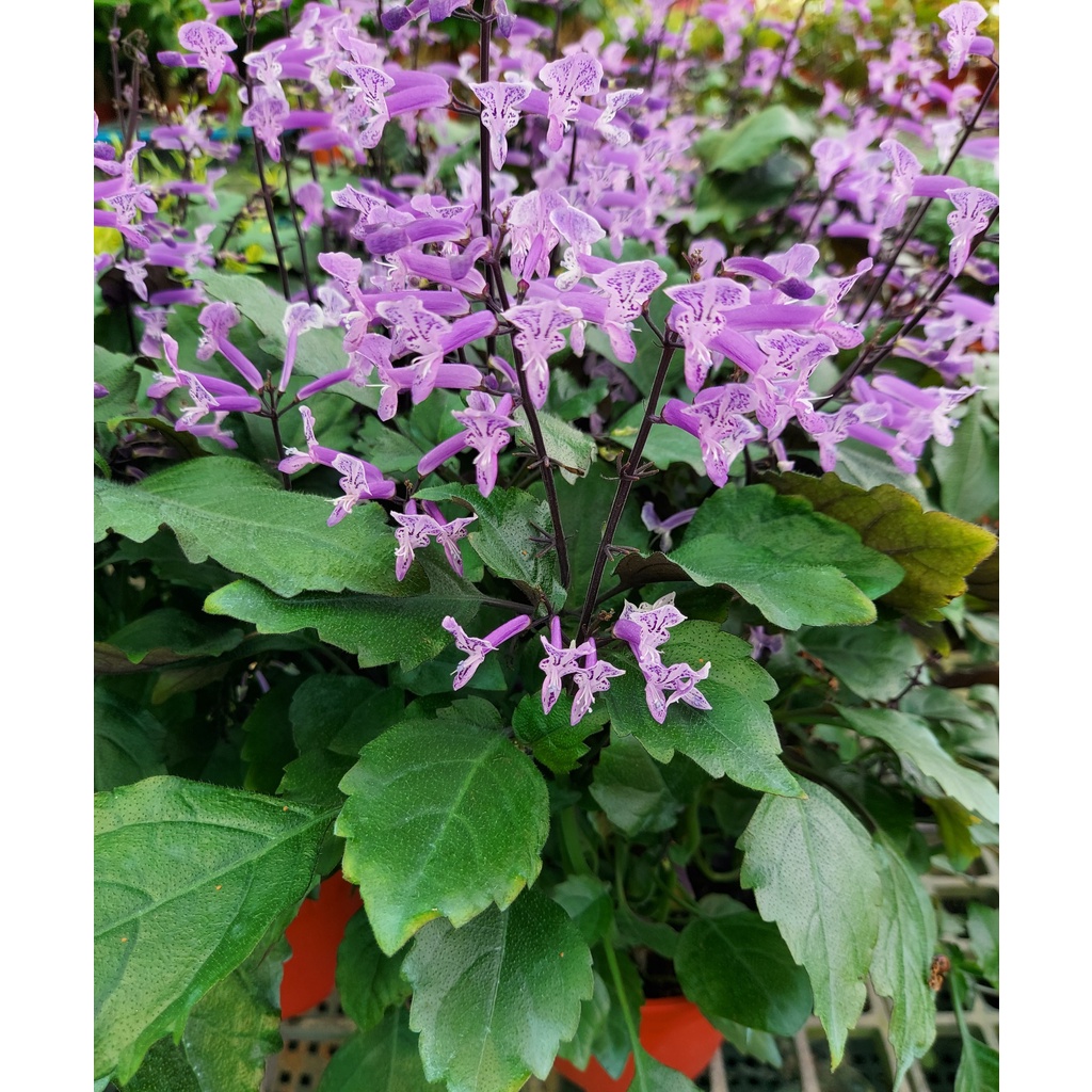 Purple Plectranthus Mona Lavender Flowering Indoor House Home Potted ...