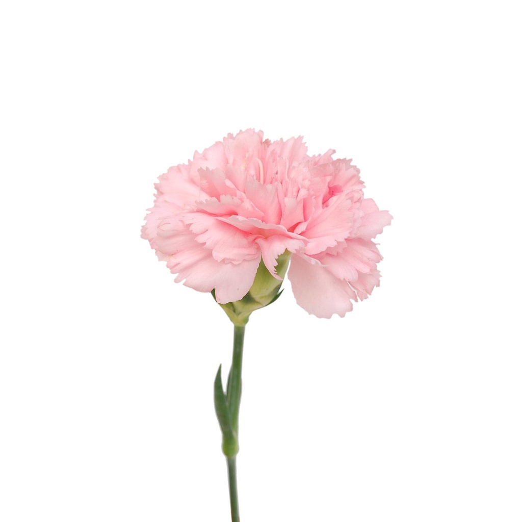 Carnation Light Pink Fresh Flowers Arrangement Online Flower Delivery