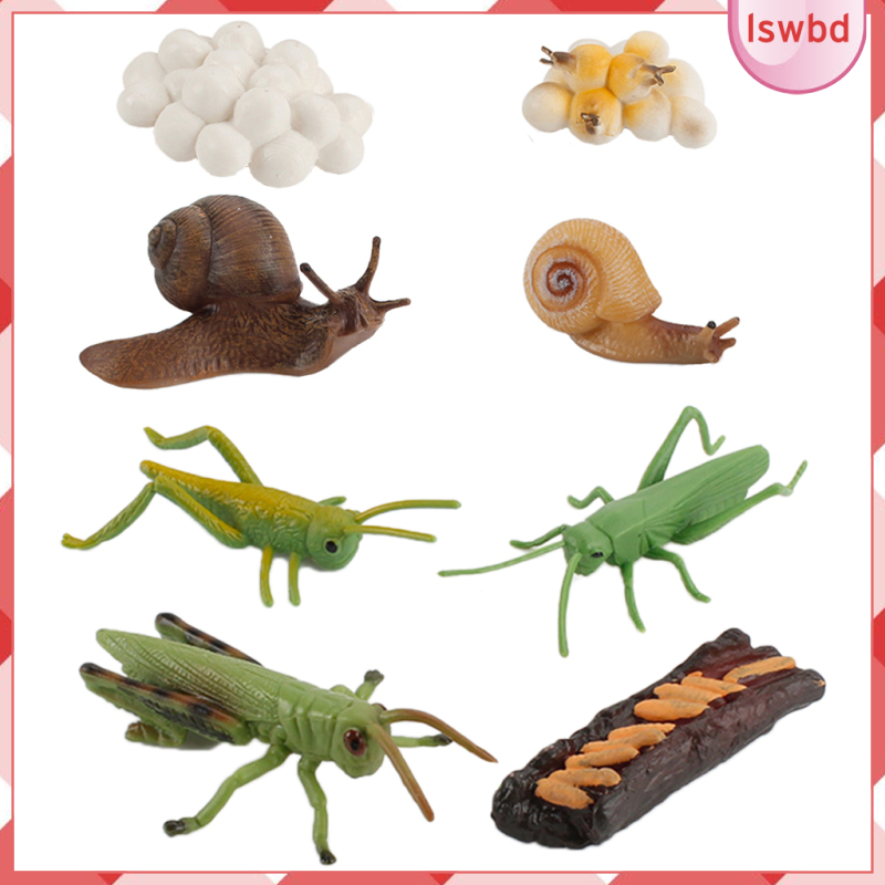 Details about   Nature Grasshopper Snail Insects Growth Life Cycle Fifurine Model Teaching 
