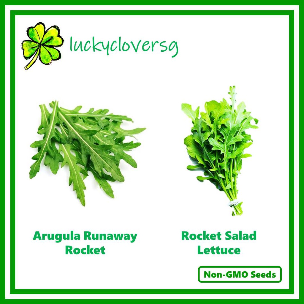 Arugula Runaway Rocket / Rocket Salad Lettuce / Garden Rocket *Seeds