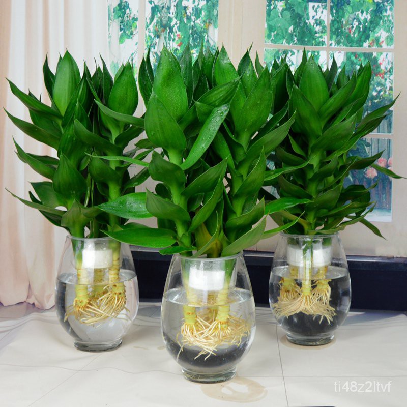 Lucky Bamboo Bamboo Lucky Bamboo Hydroponic Plant Office