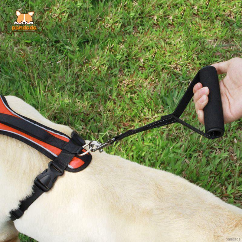 dog muzzle target