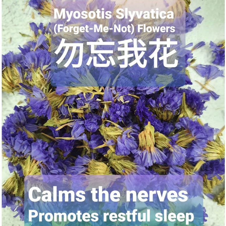 Myosotis Slyvatica Forget Me Not 勿忘我花flower Tea Shopee Singapore