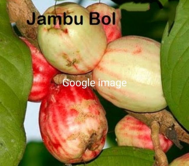 Anak Pokok Jambu Bol Jambu Keling Syzygium Malaccense Shopee Singapore