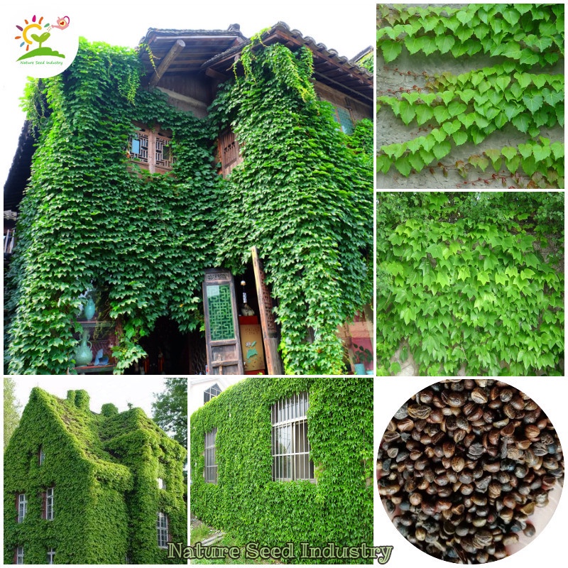 50 Pcs Seeds/pack Parthenocissus Seeds Creeper Ivy Seeds Gardening