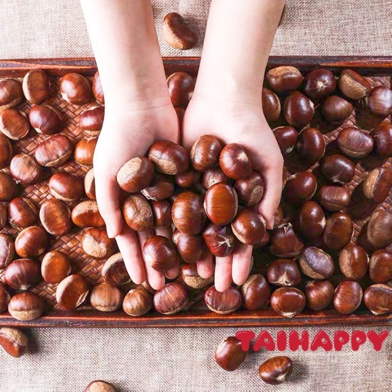 Shop Malaysia Ready Stock Raw Chestnut For West Board Extra Fresh Chestnut Authentic Shopee Singapore