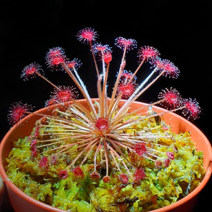 Carnivorous Plants-Drosera Paradoxa Sundew Plant | Shopee Singapore