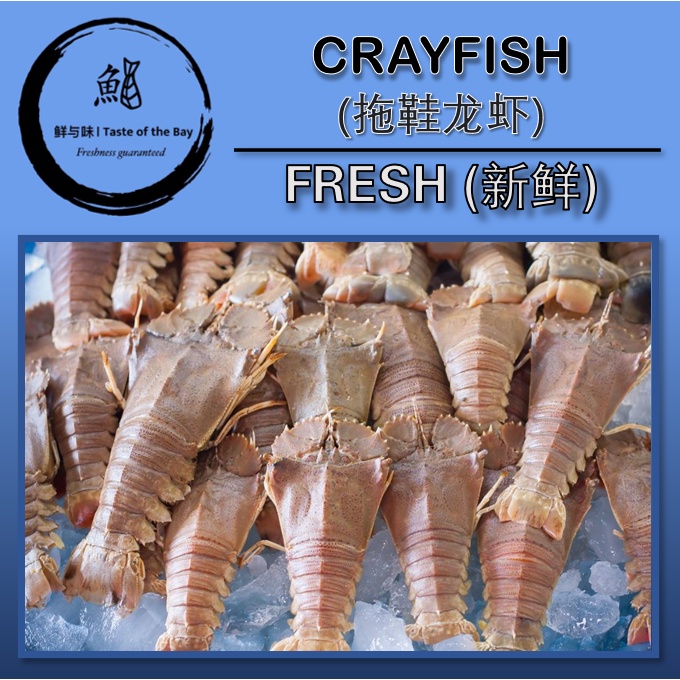 【Taste of the Bay】[Fresh] Crayfish/Slipper Lobster 1 kg 鲜拖鞋龙虾