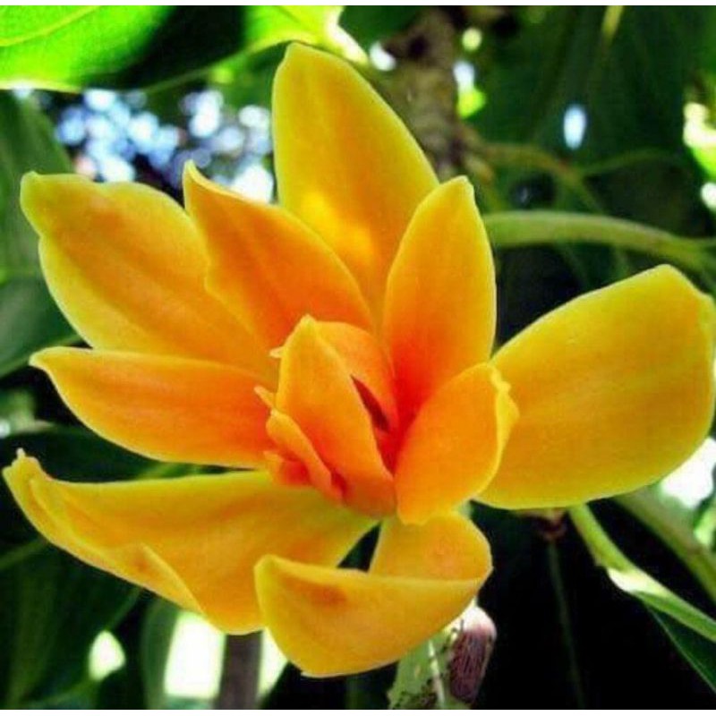 Anak Pokok Cempaka Kuning Magnolia Champaca Bunga Wangi Shopee Singapore