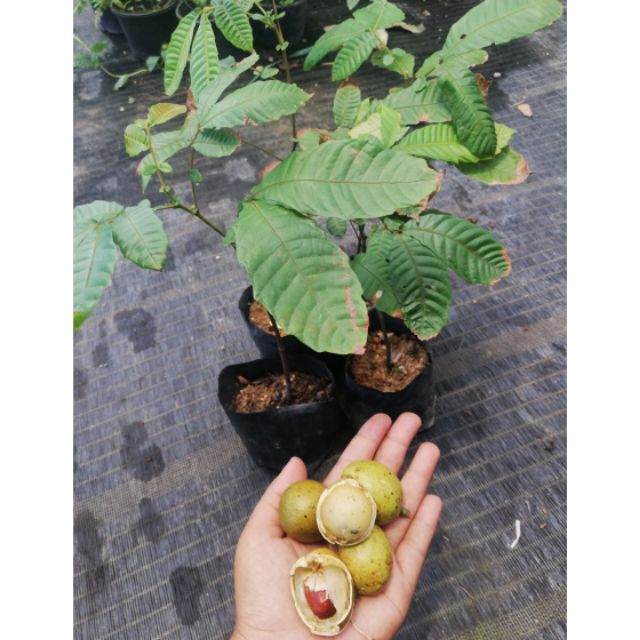 Shop Malaysia] Pokok MATOA @ LONGAN BRAZIL  Shopee Singapore