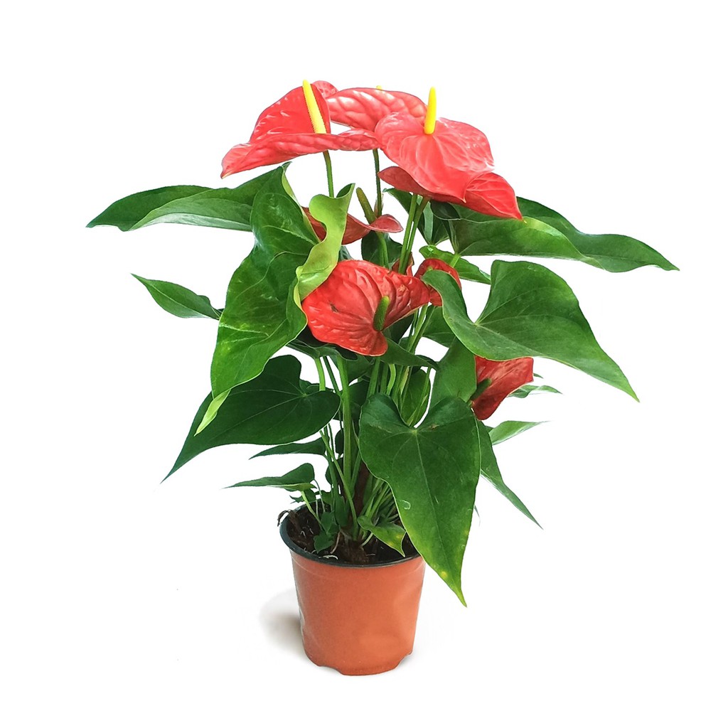 Anthurium Red Flamingo Flower 0 35m Air Purifying Filtering Cleaning Detoxification Nasa Research Indoor Shopee Singapore
