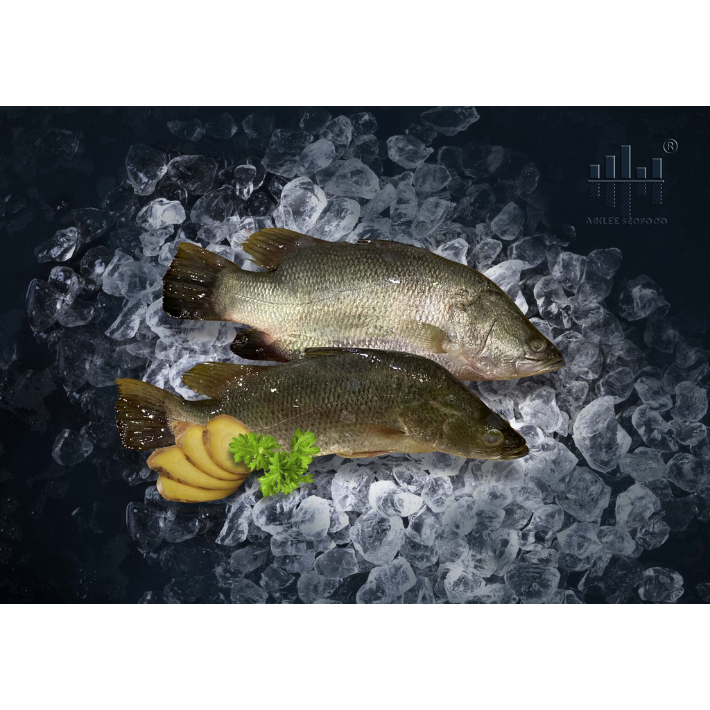 Aiklee Fresh Seabass Barramundi 金目鲈 500g 600g Whole Seafood Shopee Singapore