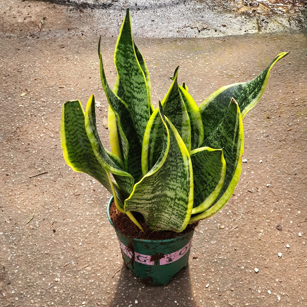 Sansevieria Futura Superba Clump Of 2 To 3 Plants Snake Plant Small With Flaws Houseplant Shopee Singapore