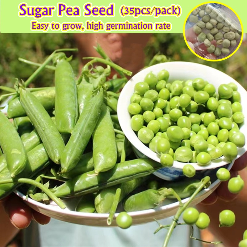 Organic Sugar Pea Vegetable Seeds for Sale (Approx 35 Seeds for