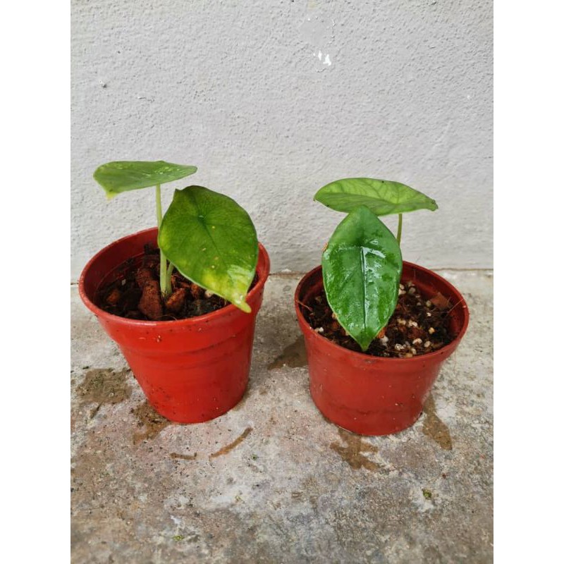 Alocasia perakensis.. | Shopee Singapore