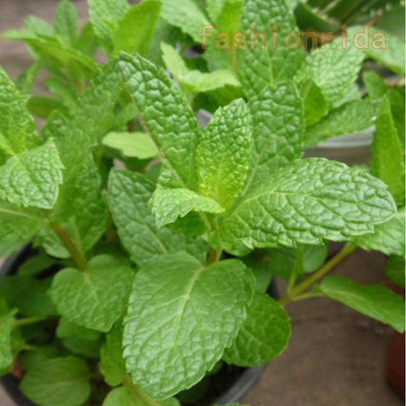 500pcs Diy Fun Fresh Spearmint Mint Mentha Herb Green Flower Seeds Home Decor Other Seeds Bulbs Seeds Bulbs