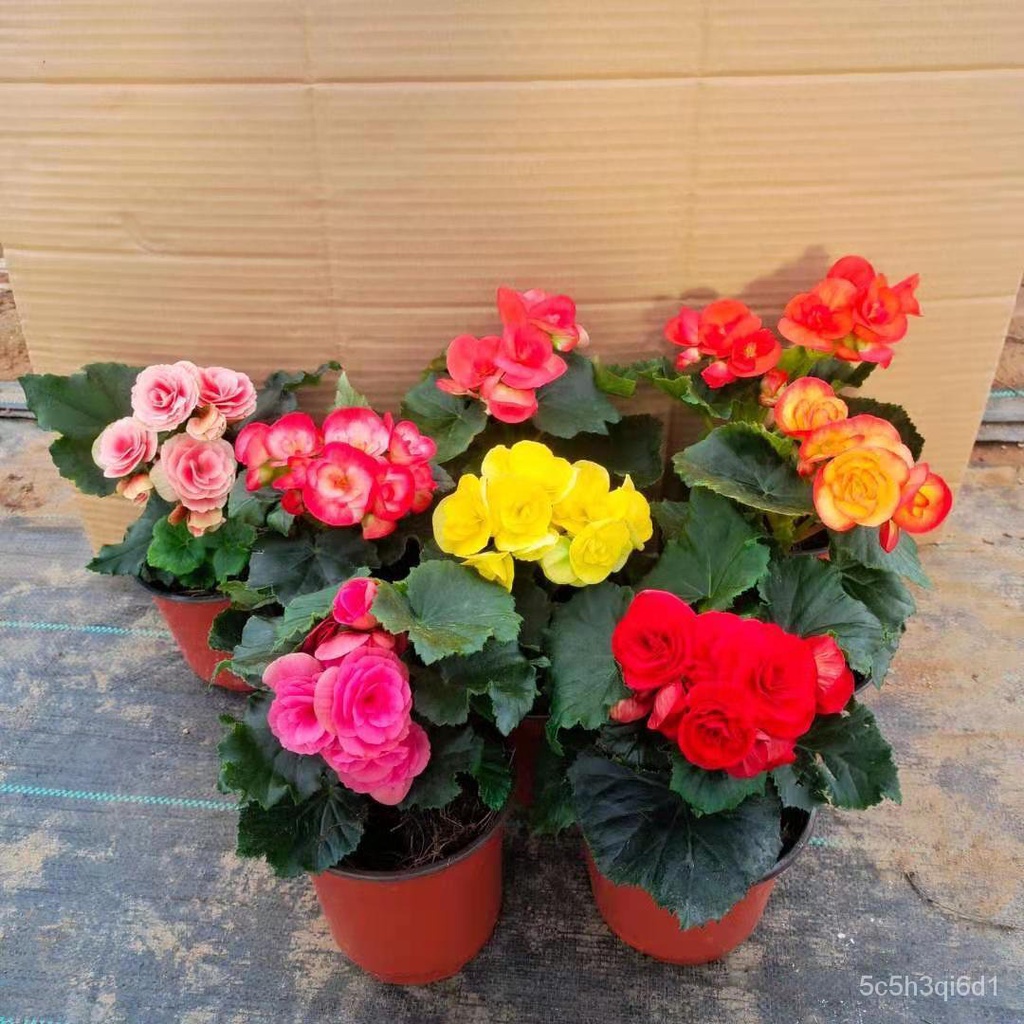 Rieger Begonia Rose Begonia Potted Flowers Four Seasons Begonia Seedlings  Heavy Petals with Flowers Delivery Free Shippi | Shopee Singapore