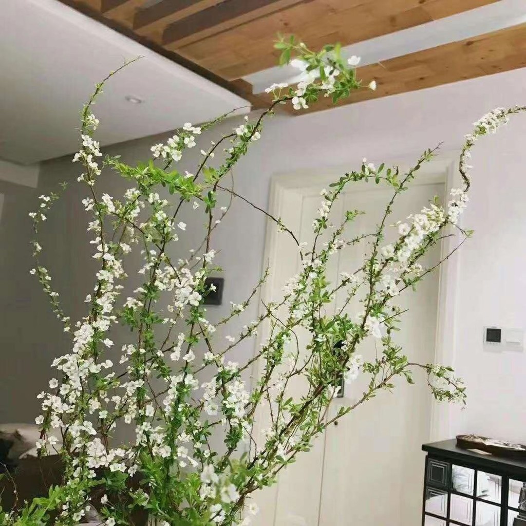 Radiation Protection Flowers Seed 雪柳干枝花水培花耐寒花真花插水里可以开花干花遇水开花清香植物 Shopee Singapore