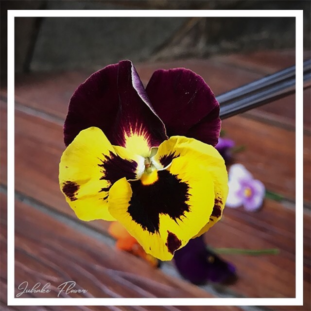 Edible Flower Pansy Viola Shopee Singapore