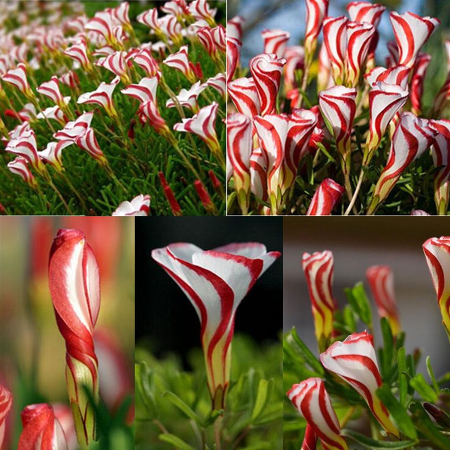 100x Oxalis Versicolor Flowers Seeds World Rare Flower Seeds Haus