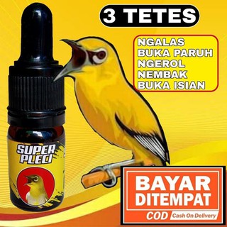 8600 Koleksi Gambar Burung Pleci Kartun Terbaru