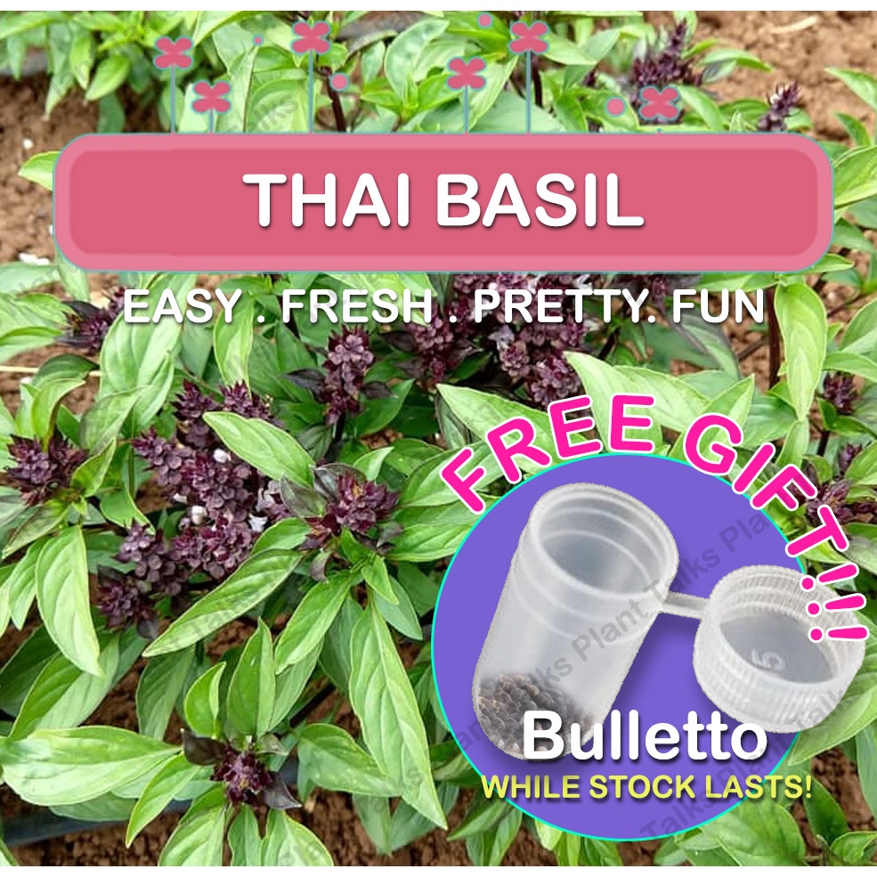 Thai Basil Seed Basil Plant Basil Herb Seed Herb Seeds Shopee Singapore