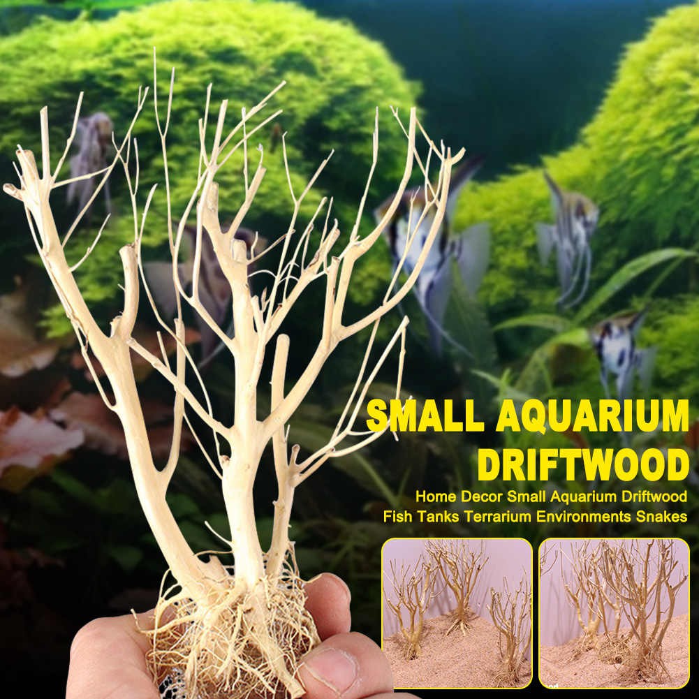 Aquascape Driftwood Moss Tree Natural Wood Ready Stock Shopee Singapore